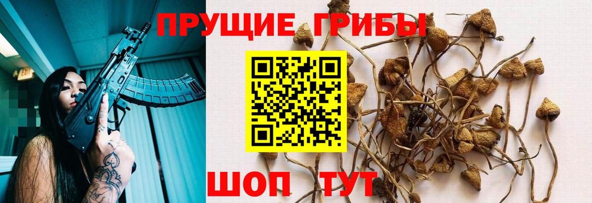 Ярославль  Псилоцибиновые грибы мицелий  Вход с VPN 
